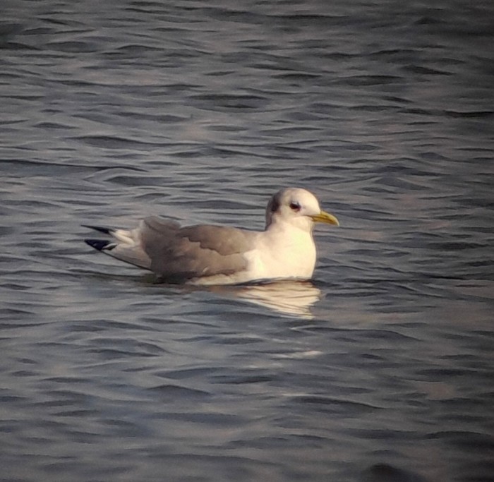 Kittiwake
