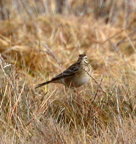 Richard's Pipit