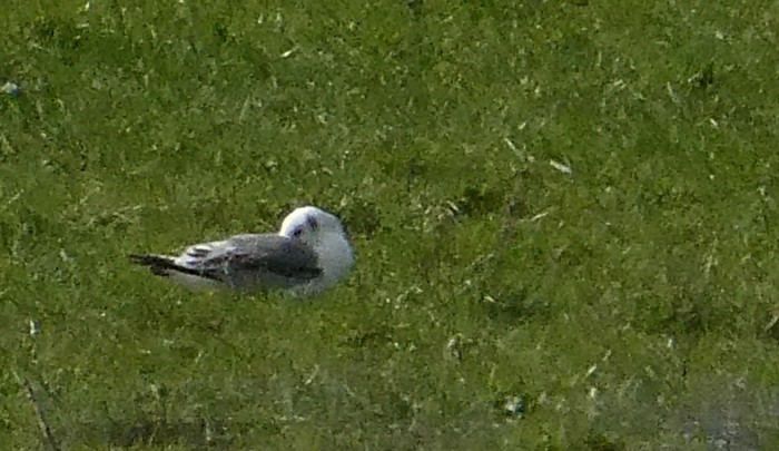 Kittiwake