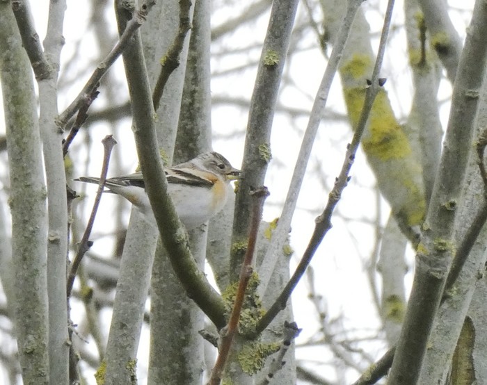 Brambling