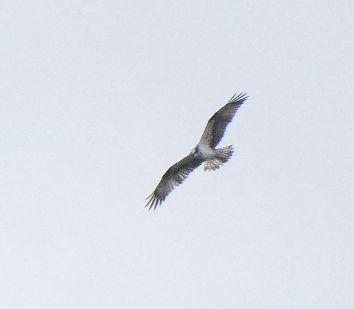 Osprey