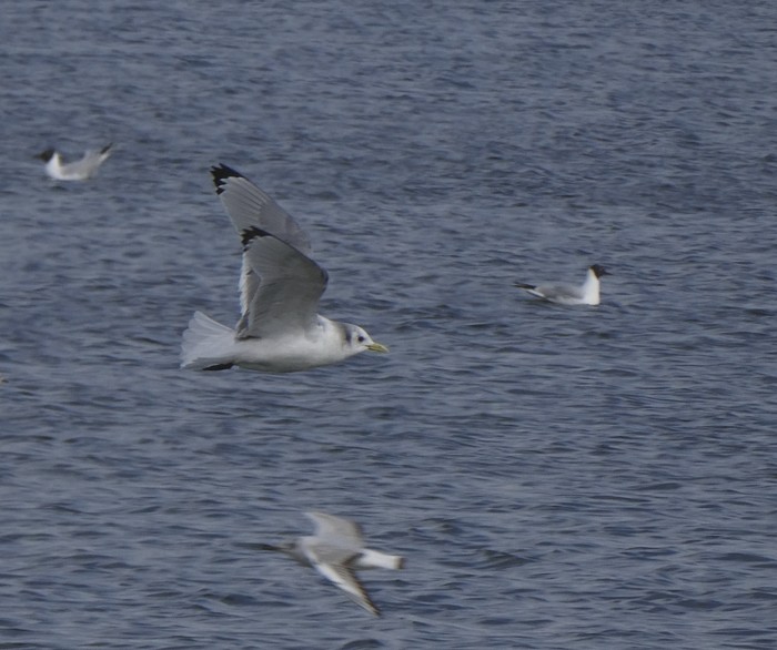 Kittiwake
