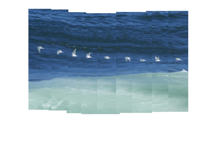 Ross's gull
