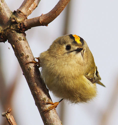 Goldcrest