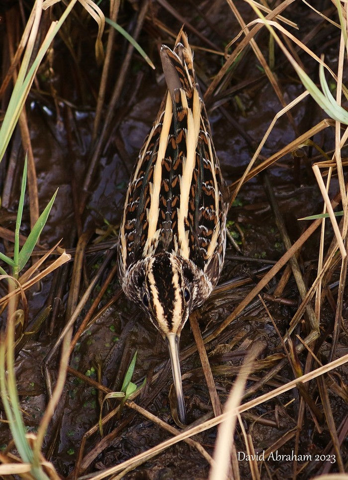 Jack Snipe 