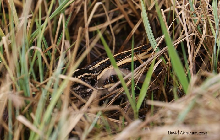 Jack Snipe 