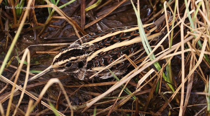 Jack Snipe 