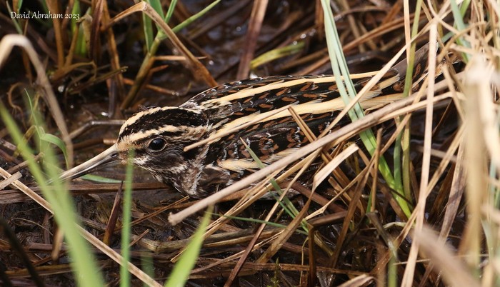 Jack Snipe 