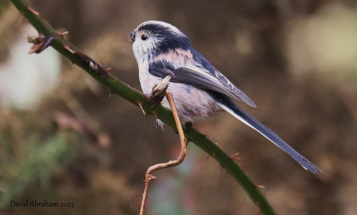 Long-tailed Tit 