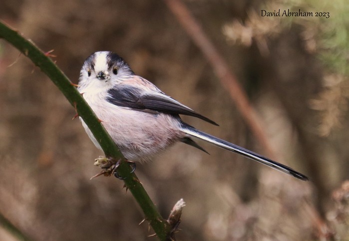 Long-tailed Tit 