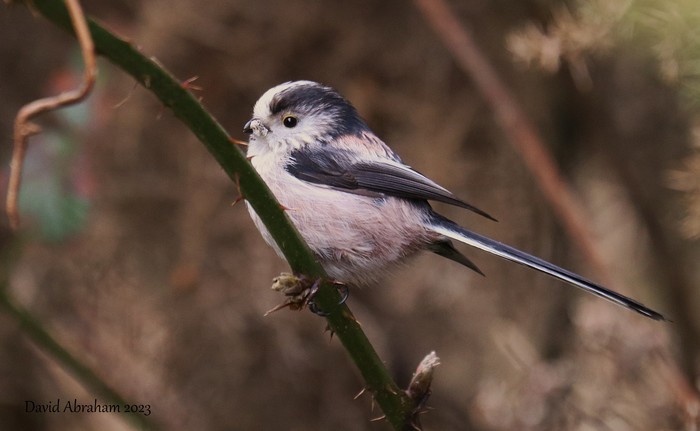 Long-tailed Tit 