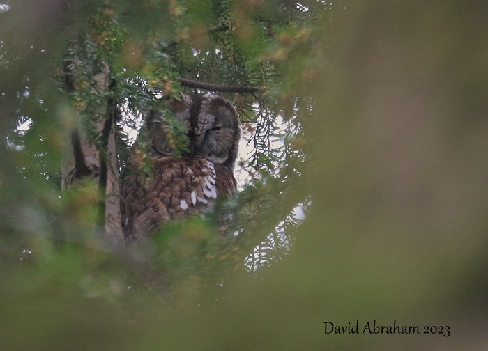 Tawny Owl 