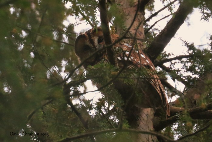 Tawny Owl 