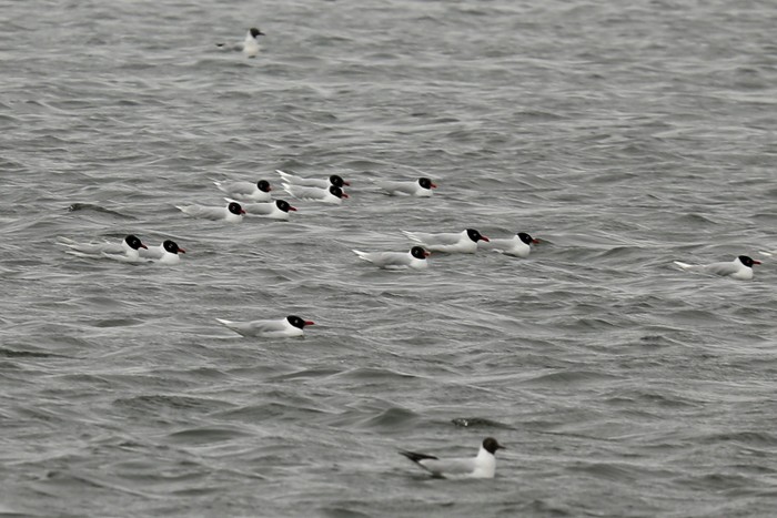 Mediterranean Gull