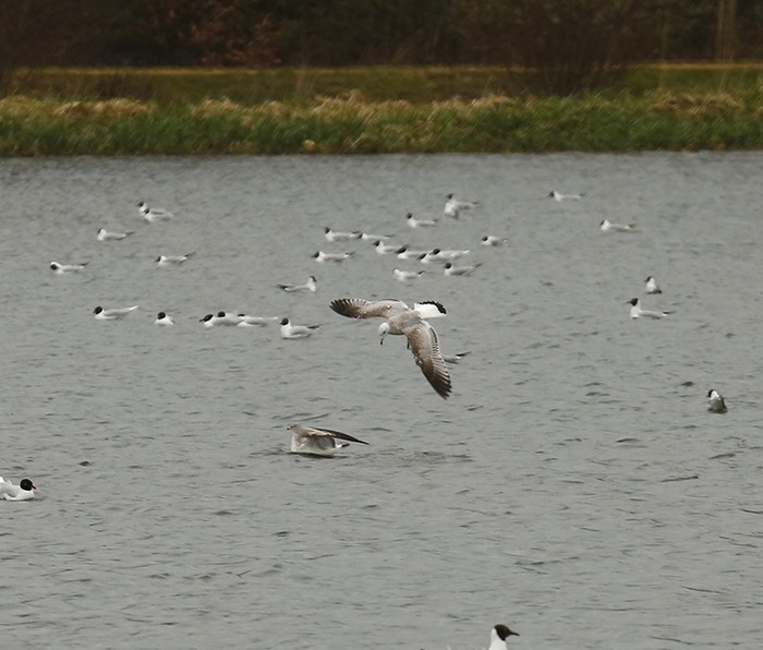 Common Gull