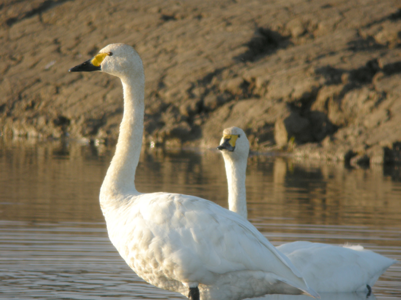 Bewick's Swan