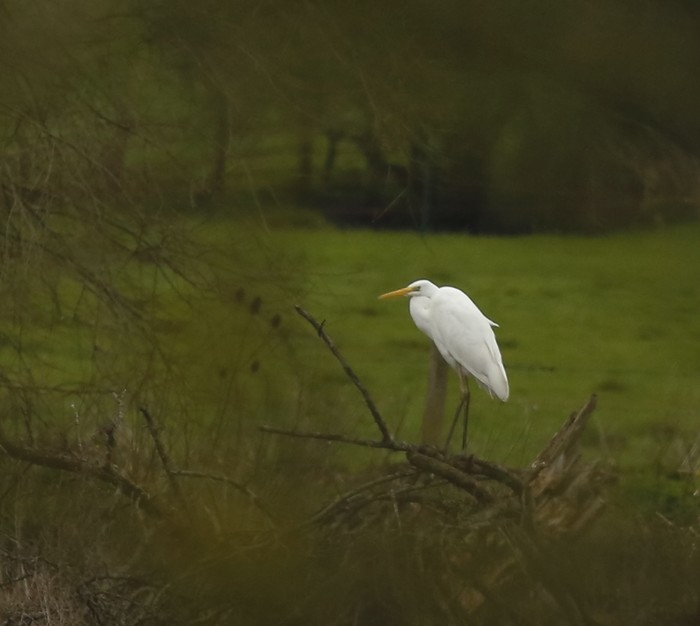 Great White Egret