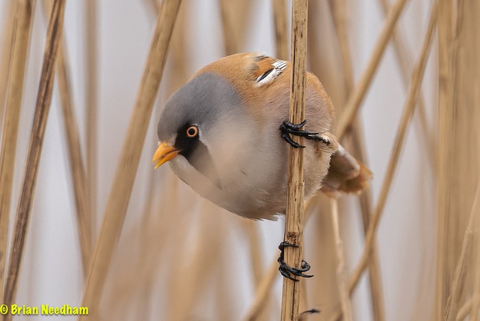 Bearded Tit
