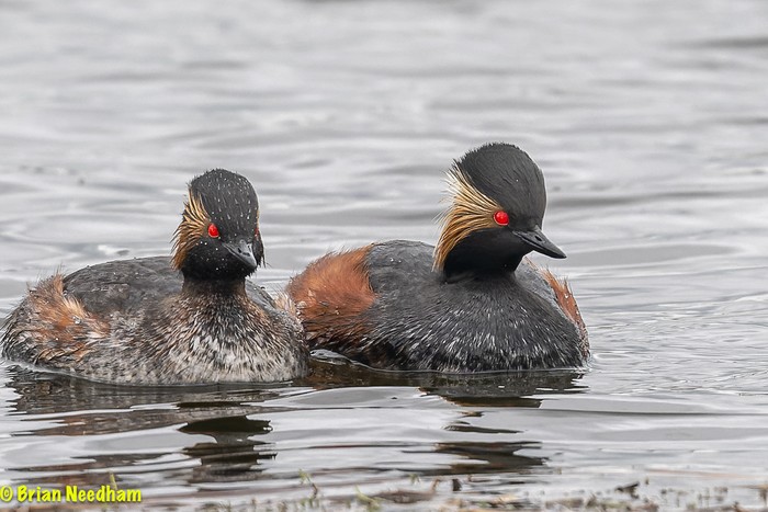 Black-necked Grebe