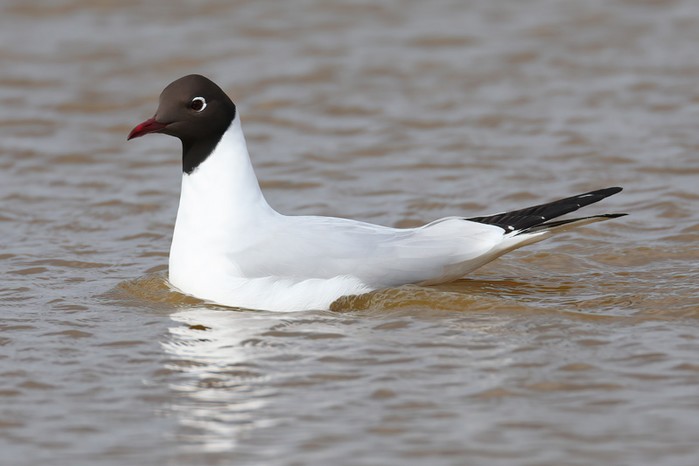 Black-headed Gull