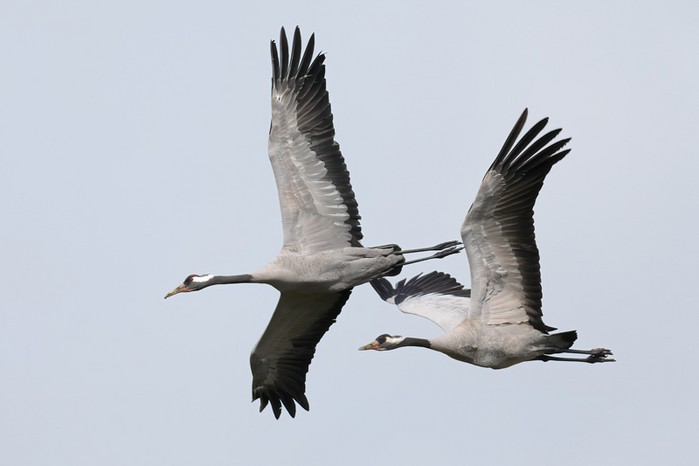 Common Crane