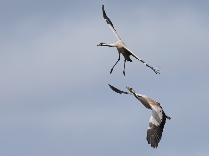 Common Crane
