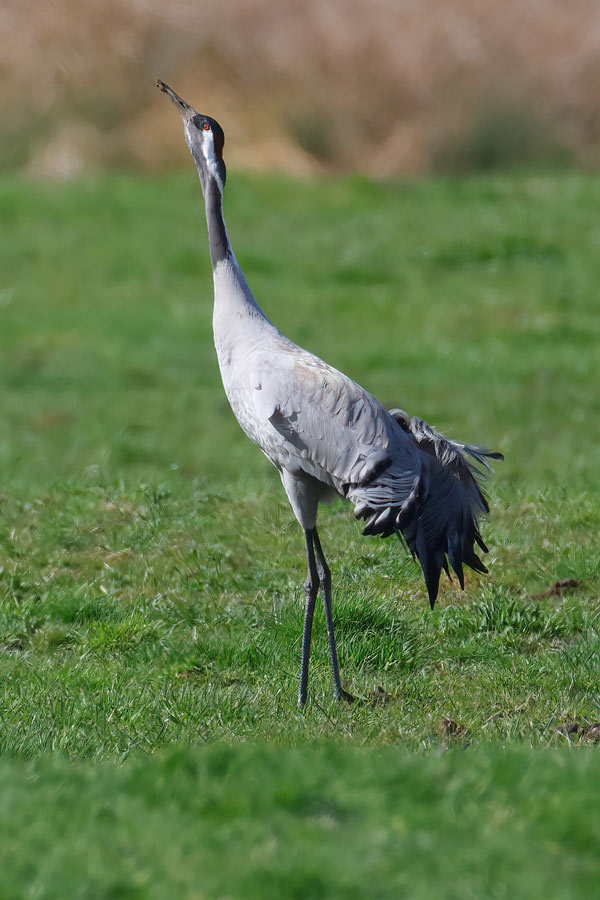 Common Crane