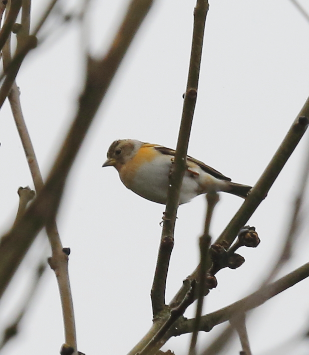 Brambling