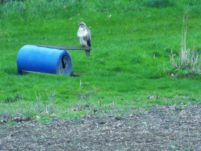 Buzzard