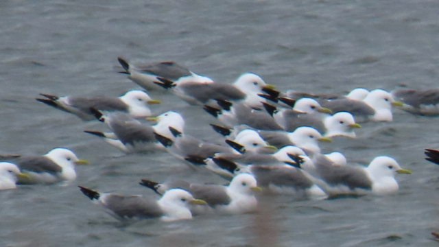 Kittiwake