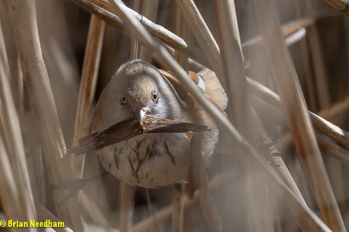 Bearded Tit