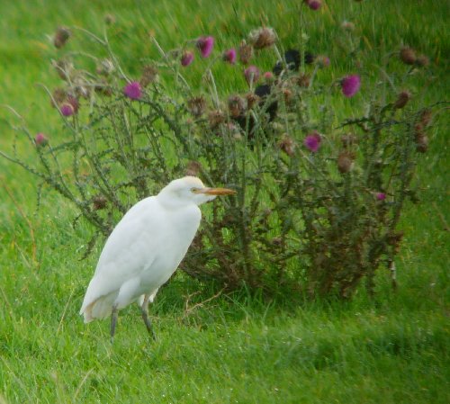 Cattle Egret