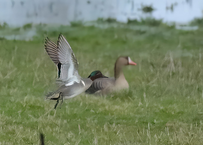Green-winged Teal