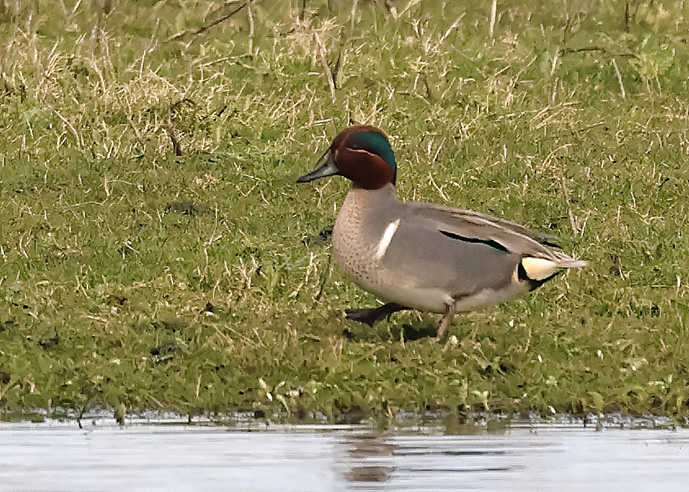 Green-winged Teal