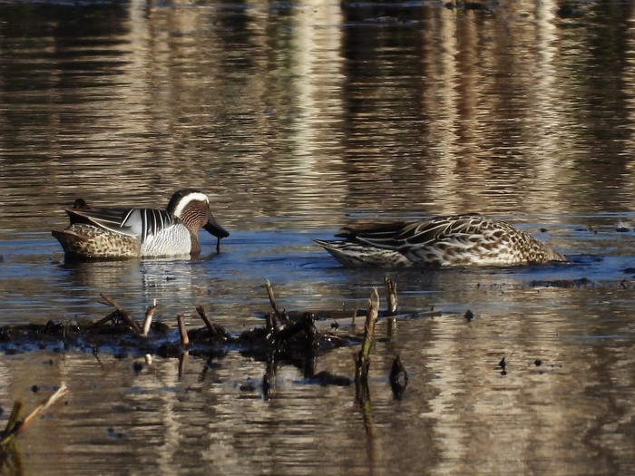 Garganey