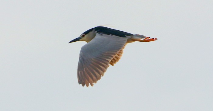 Night Heron