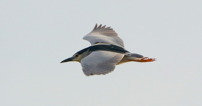 Night Heron