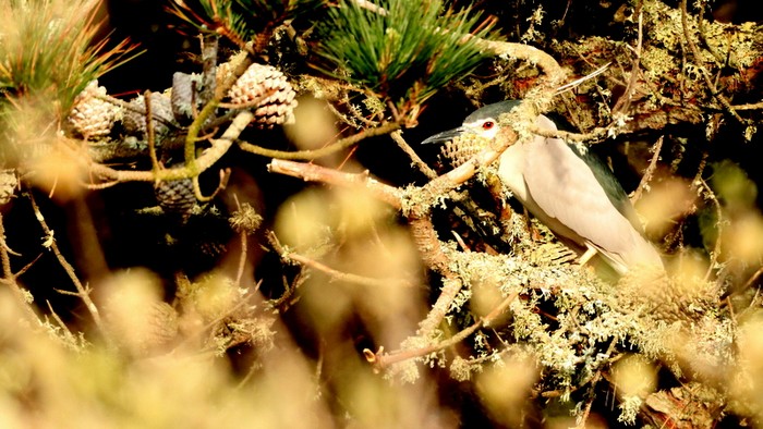 Night Heron