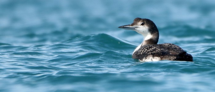 Great Northern Diver