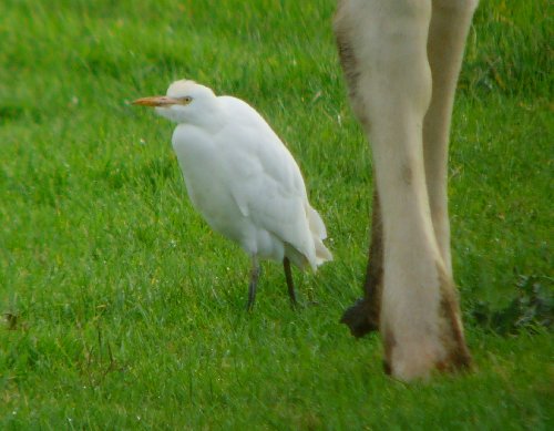 Cattle Egret