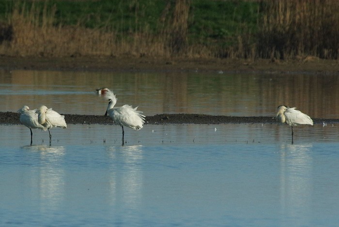 Spoonbill