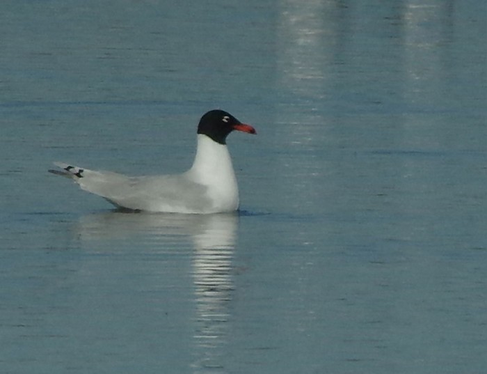Mediterranean Gull