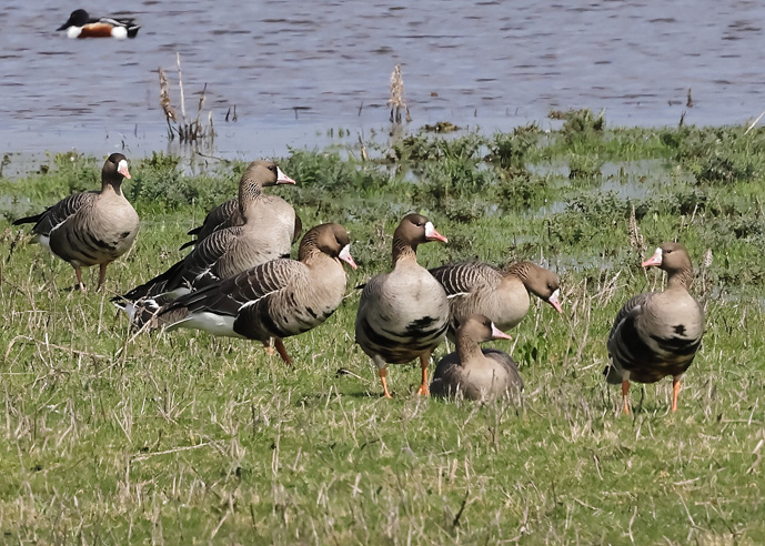 Russian White-fronted Goose