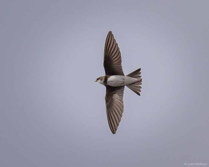 Sand Martin