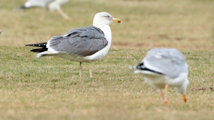 Azorean Yellow-legged Gull