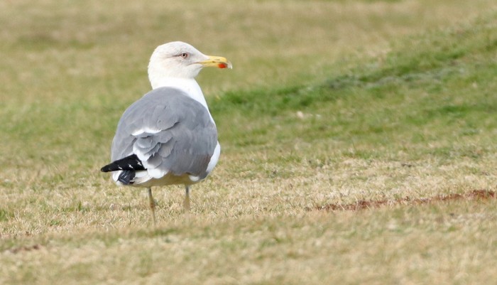 Azorean Yellow-legged Gull