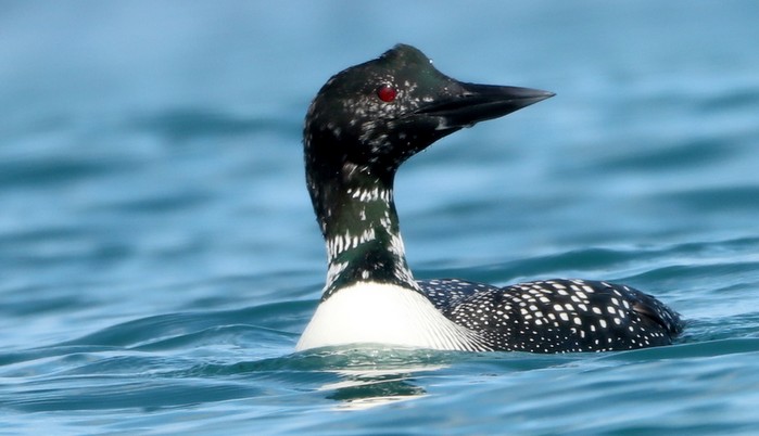Great Northern Diver