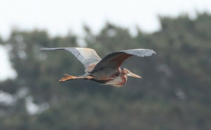 purple heron
