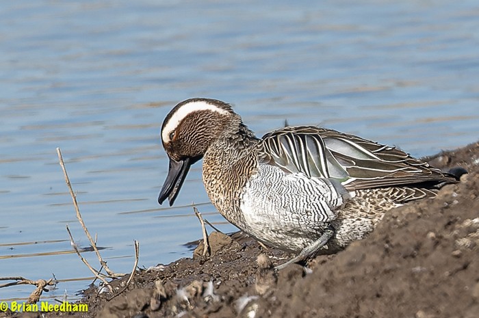 Garganey