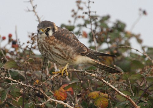 American Kestrel